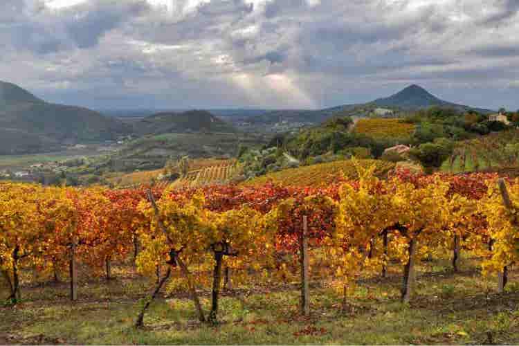 Autumnal Vineyard with Sunbeams