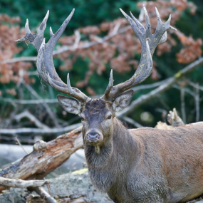 deer