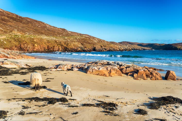 Barleycove