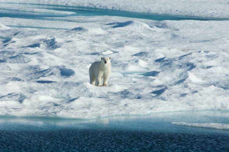 polar-bear