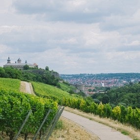 wine-yard