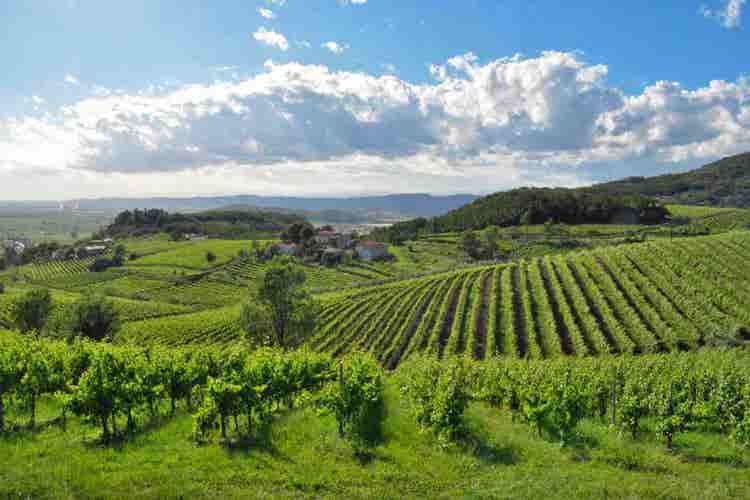 Wellness & Heritage Journey Across Euganean Hills