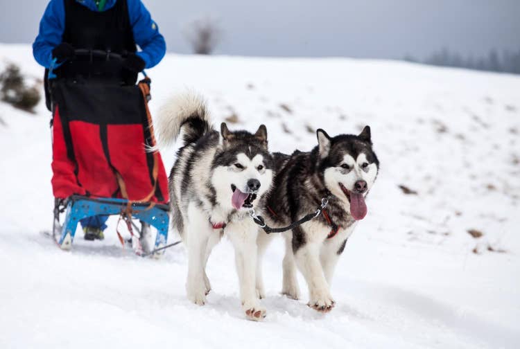 sledding-with-husky