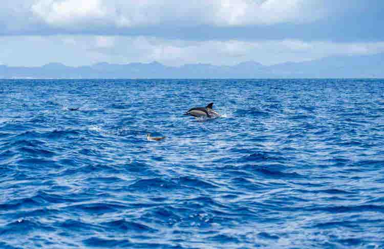dolphin-leaping