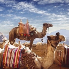 Two camels with colorful blankets laying on top of a rocky hill